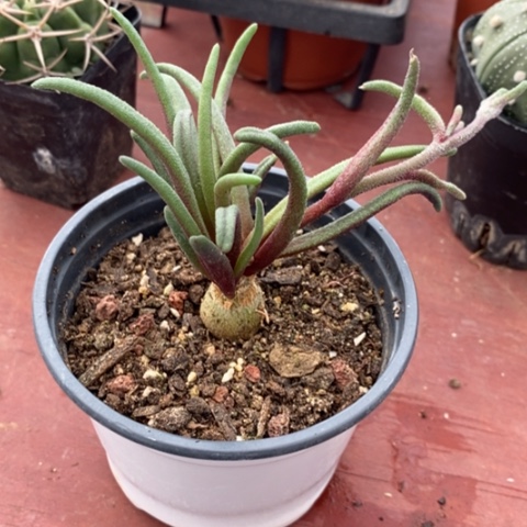 丹青霜块根9仙人球