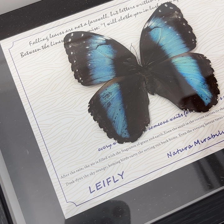 小***菜蝴蝶标本定制181@