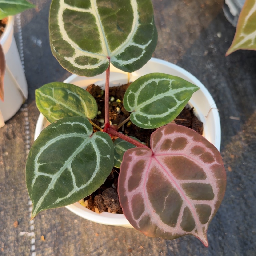 完全开放马卡龙花烛