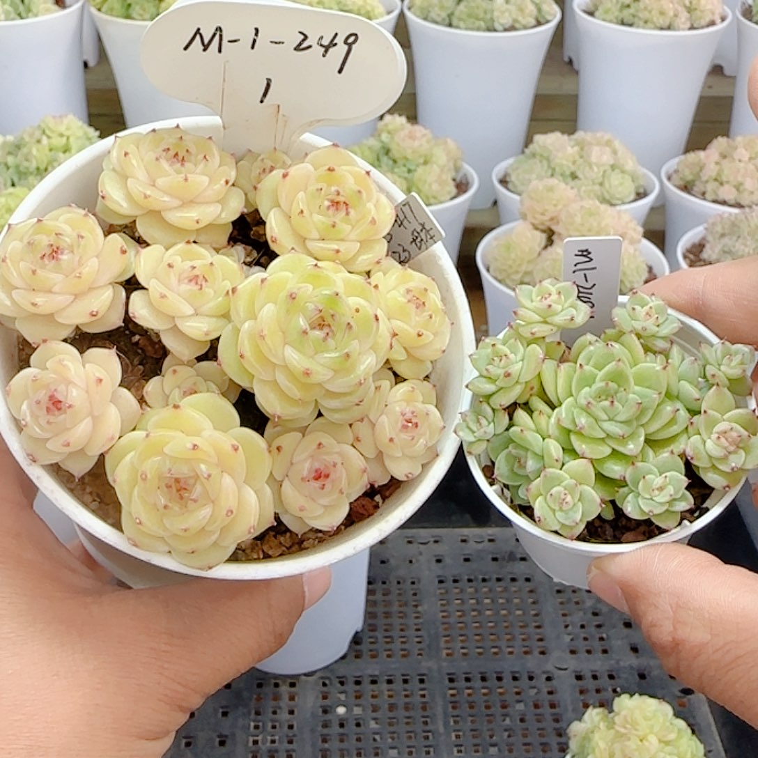 菜***安1112-154（m1-249-1）