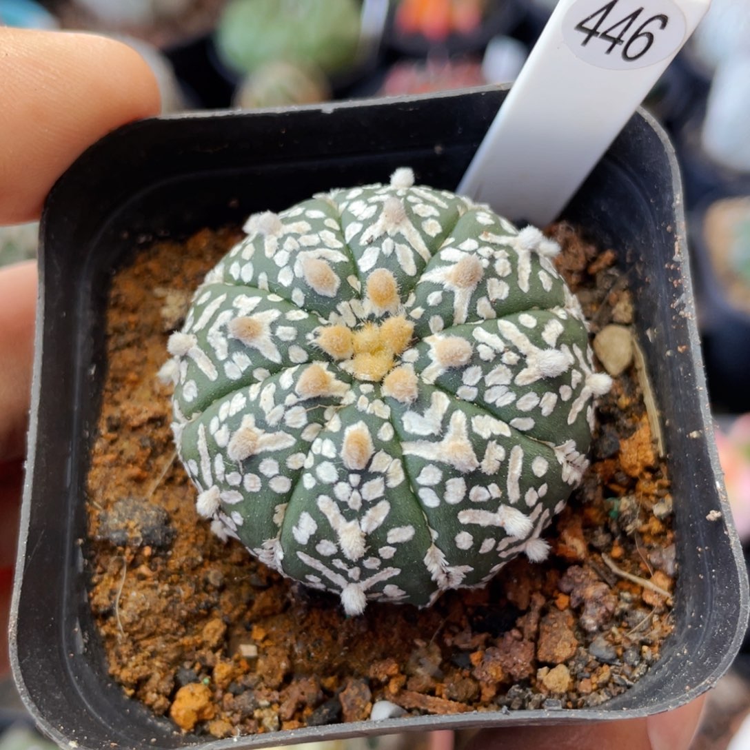 仙人球满28包邮盆口径5公分高绒v兜 4.3公分