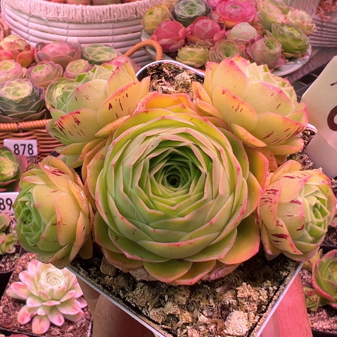 黄金毛绒699山地玫瑰多肉