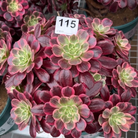 115白婚纱30厘米左右