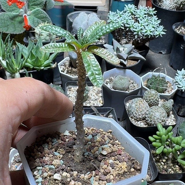 388泡泡叶巨琉桑带盆发货