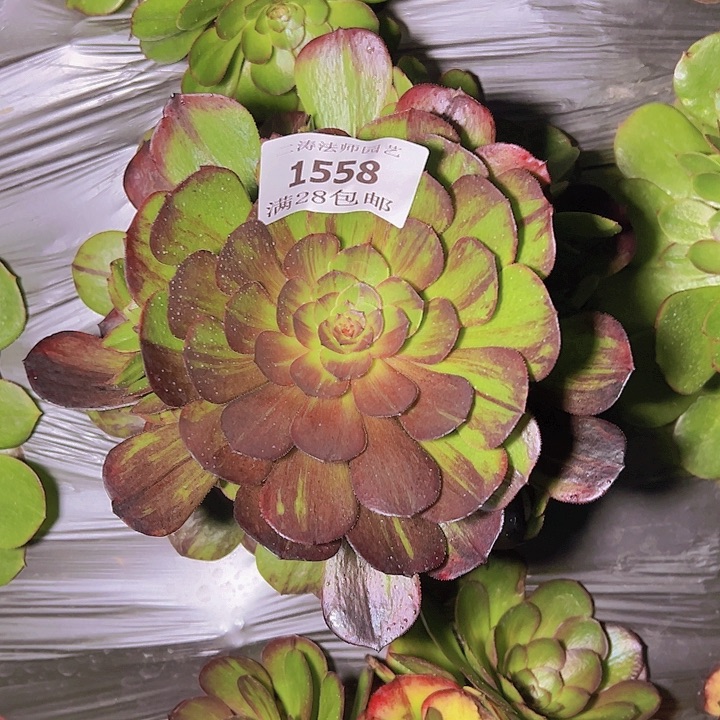 1558花月夜多肉植物2号