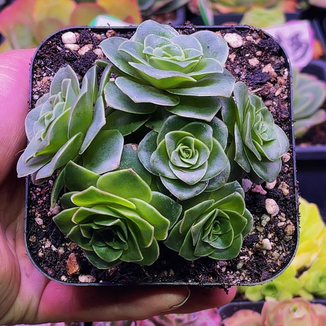 北岛信物 非偏远包邮 多肉