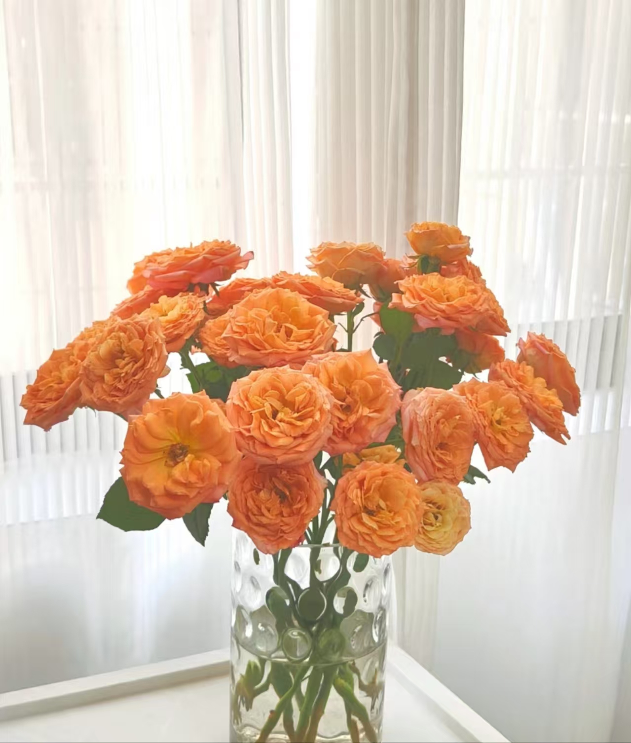 去盆带护根土母本大苗【杏色蕾丝】阳台微月抗病月季绿植花卉庭院