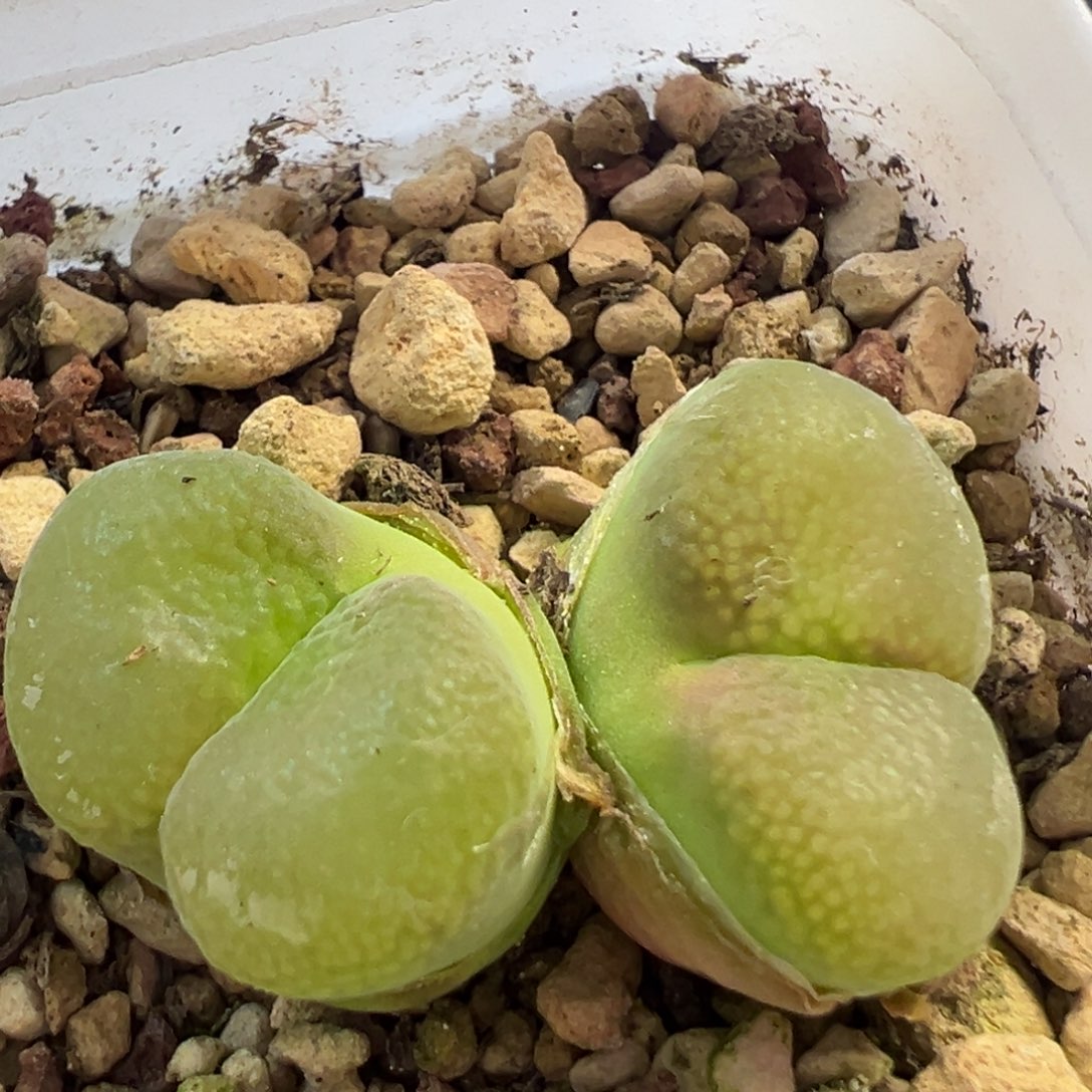 巨型大翻窗 肉锥植物