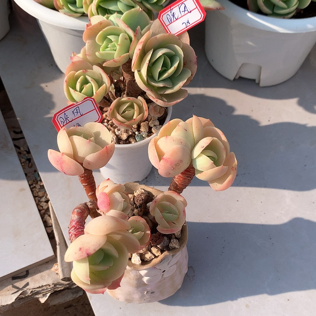 鸡蛋碧桃多肉两颗