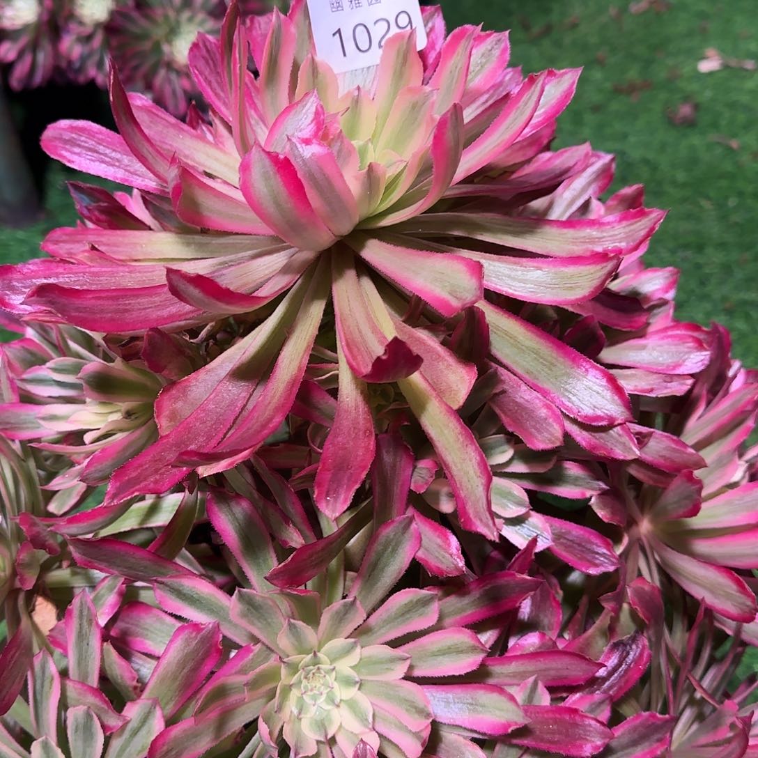 多肉植物紫微1029