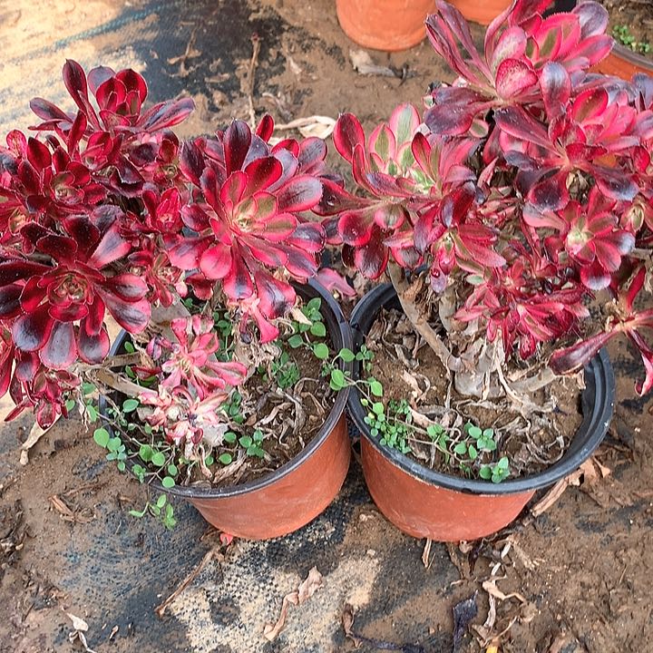 多肉植物丽娜两颗有砍头123