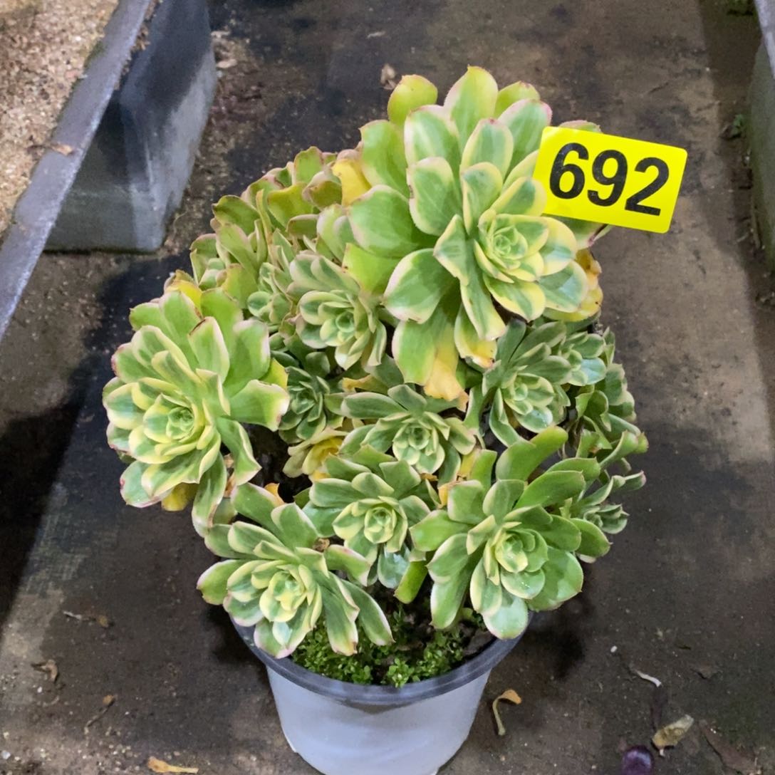 艳日伞多肉法师692