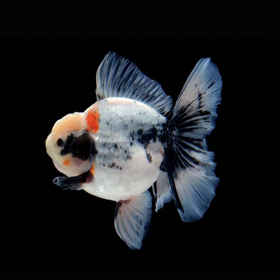 泰狮兰寿顶红多种观赏鱼活体冷水鱼好养耐活绿色号牌