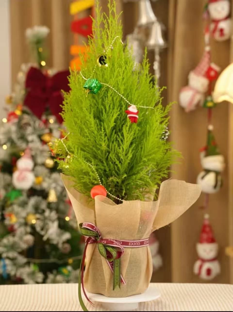 【圣诞树】圣诞节香松办公室绿植室内植物桌面盆栽家用客厅花卉