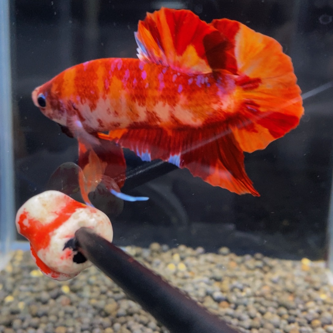 斗鱼305巨斗11111