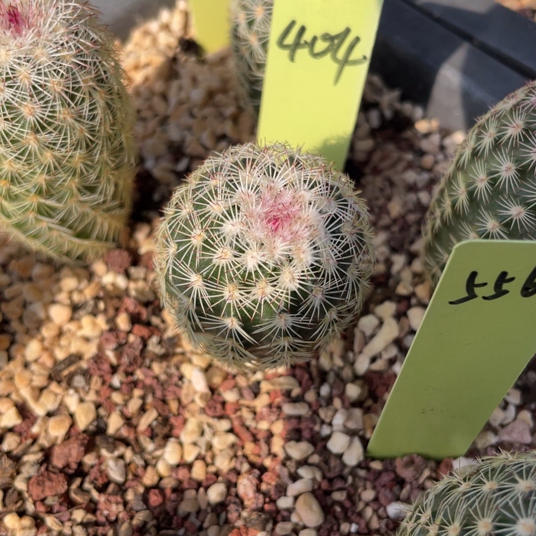 鹿角柱实生仙人球翡翠白花三光