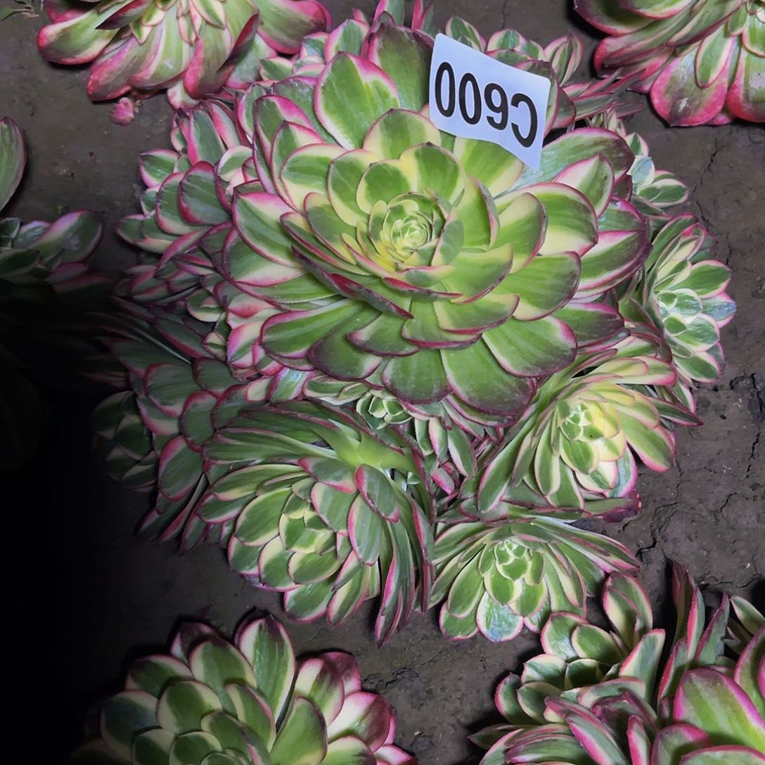 粉体海王28/-20包邮