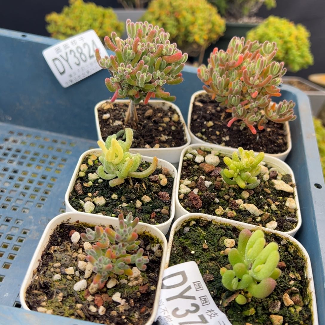 寶***姐dy3824实生晶荧星玉橙叶锦冰米锦莱钳琉璃黄化锦