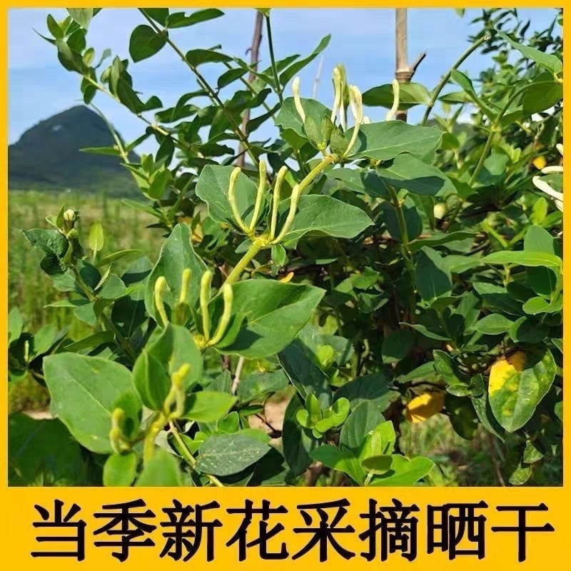 正宗河南封丘金银花 平邑带绒毛无杂 清香四溢