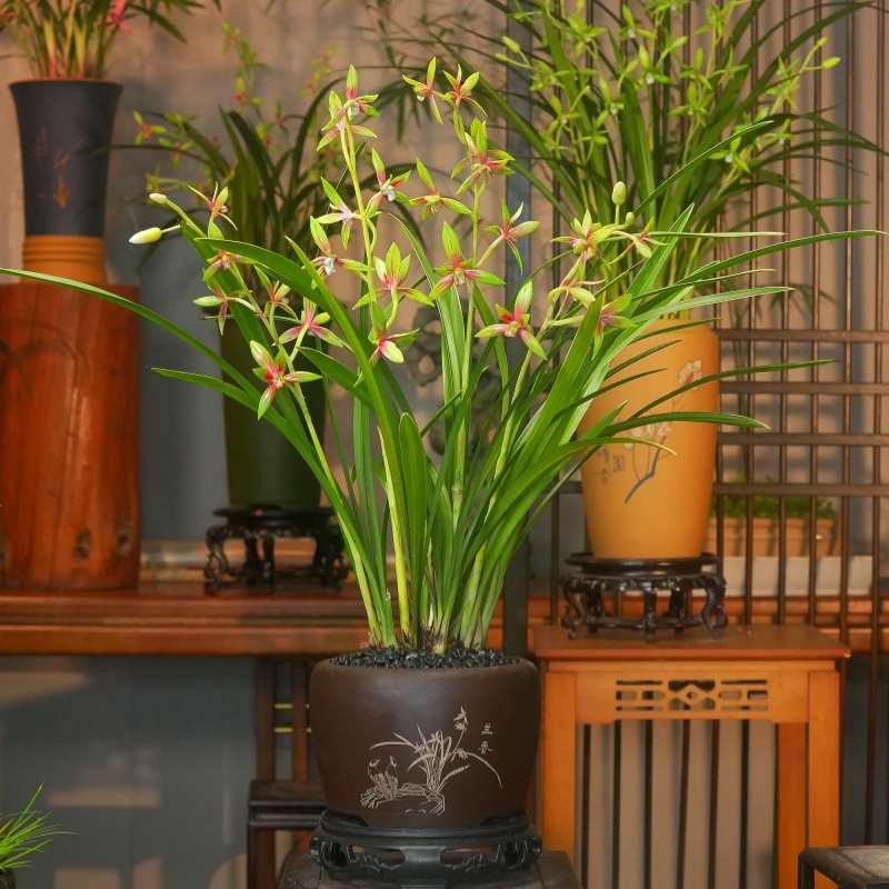 建兰铭品【峨眉仙子】 带紫砂盆 幽香兰花 室内外好养易活