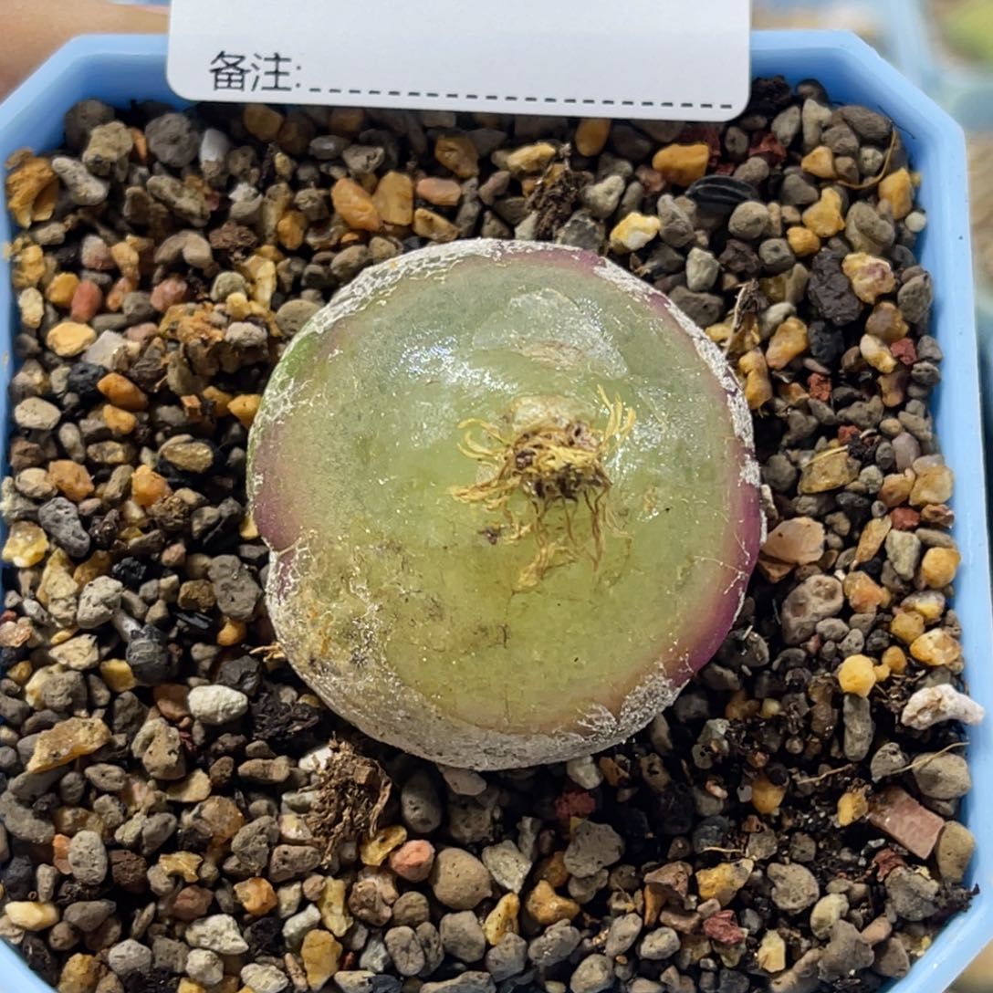 3071灯泡1尺寸3.4