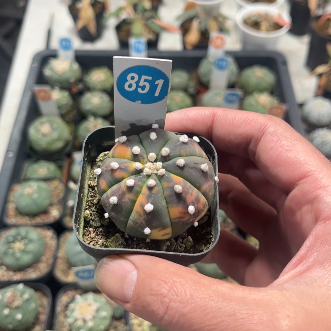 851实生兜锦带盆带土发货