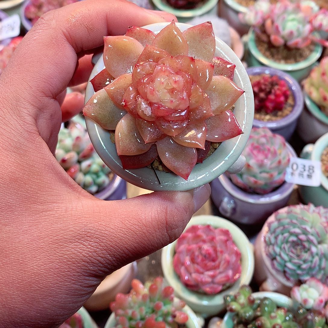 美肉肉哦哦哦哦哦哦哦