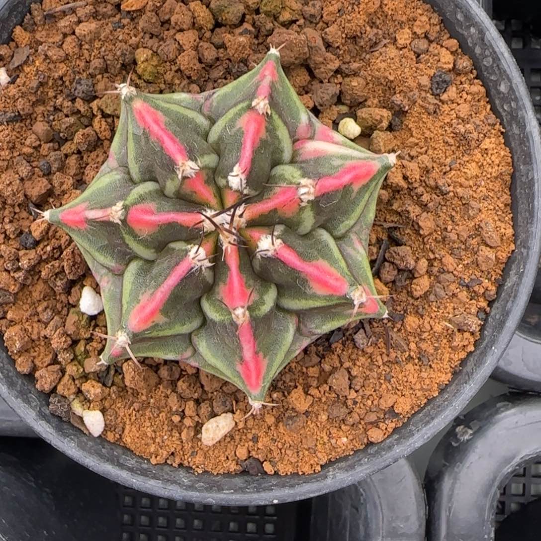 114-0213实生脱土发多肉