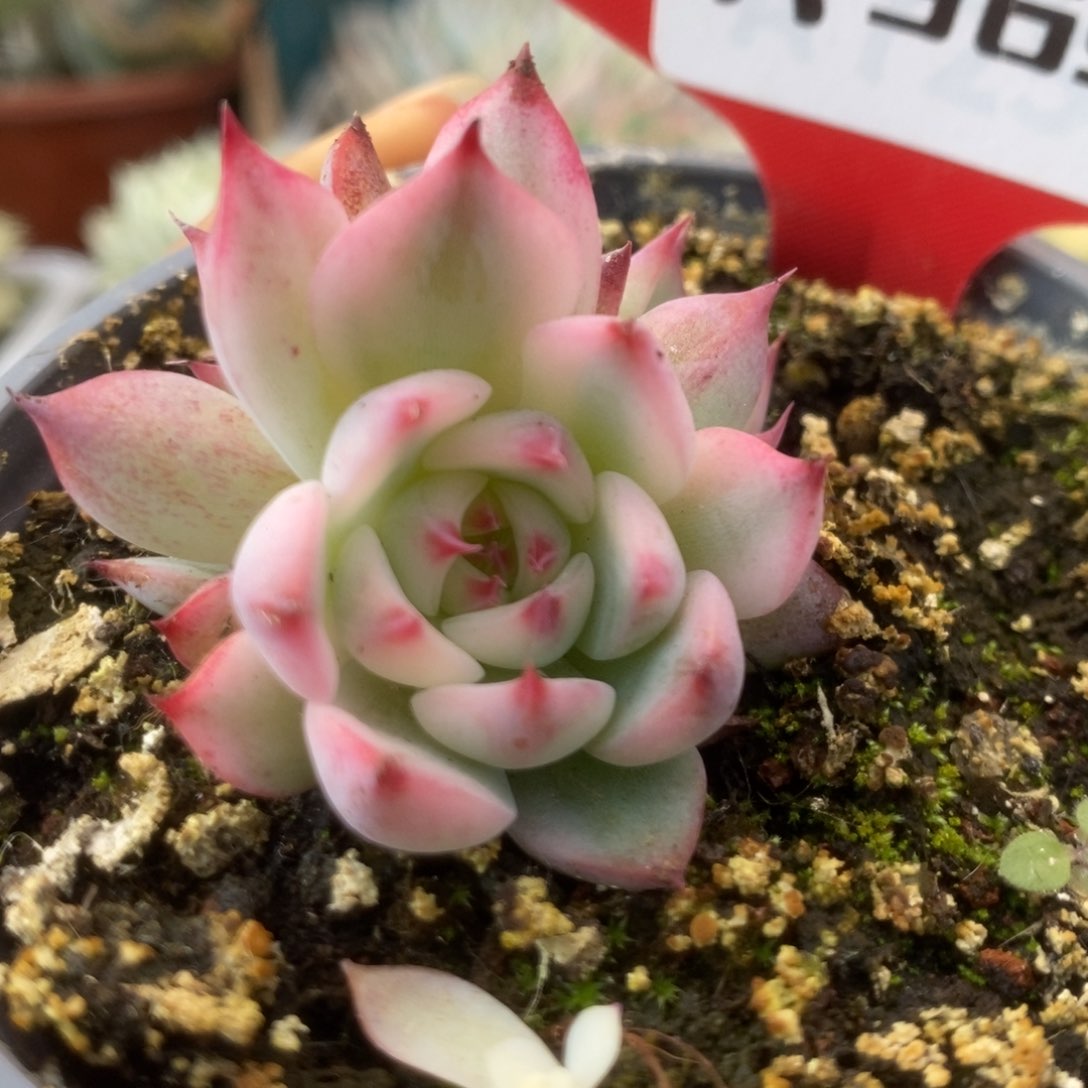 369锦锦锦锦锦锦