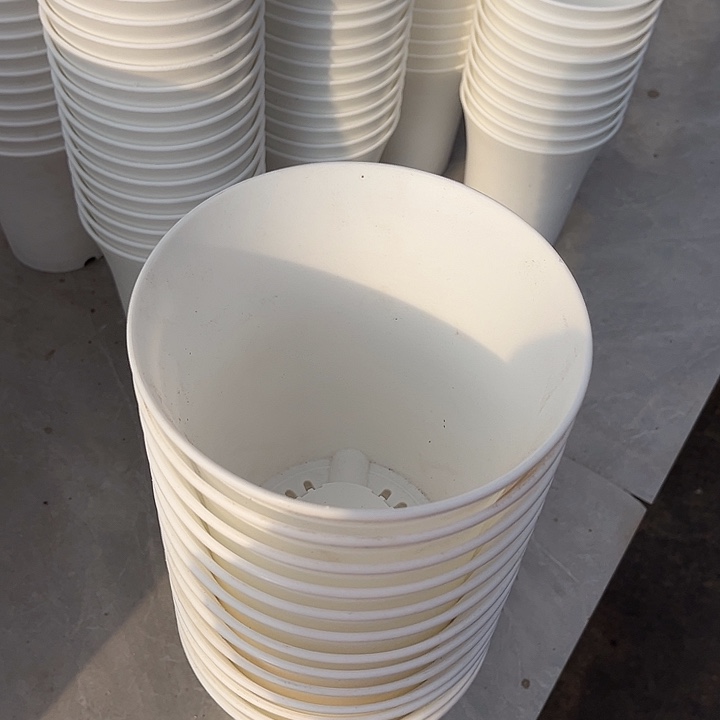 白万象口16高18一组6个