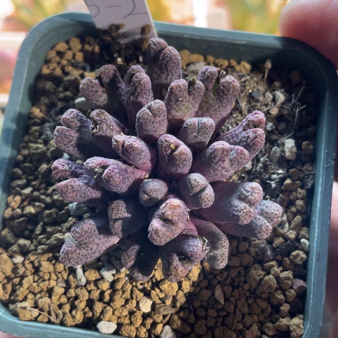 955群生斑马植物一物一拍