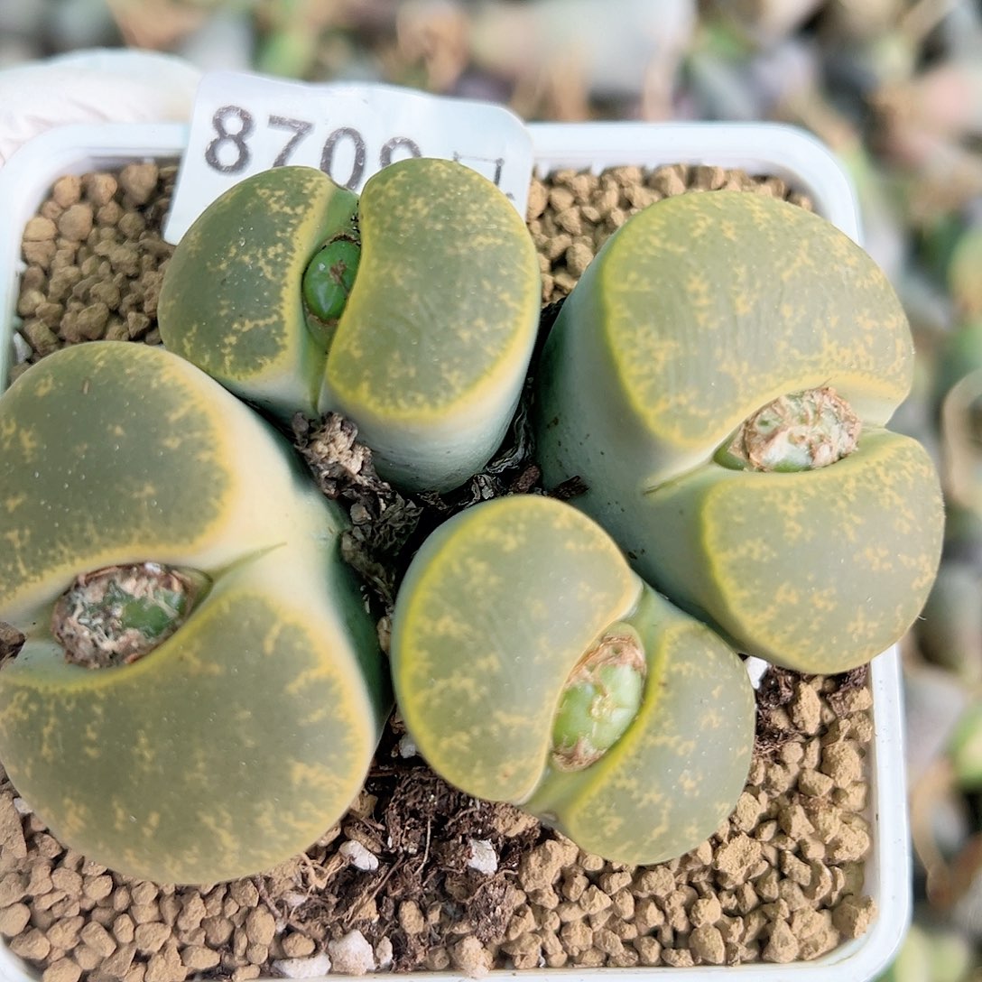 8709 好养易活生石花大母本