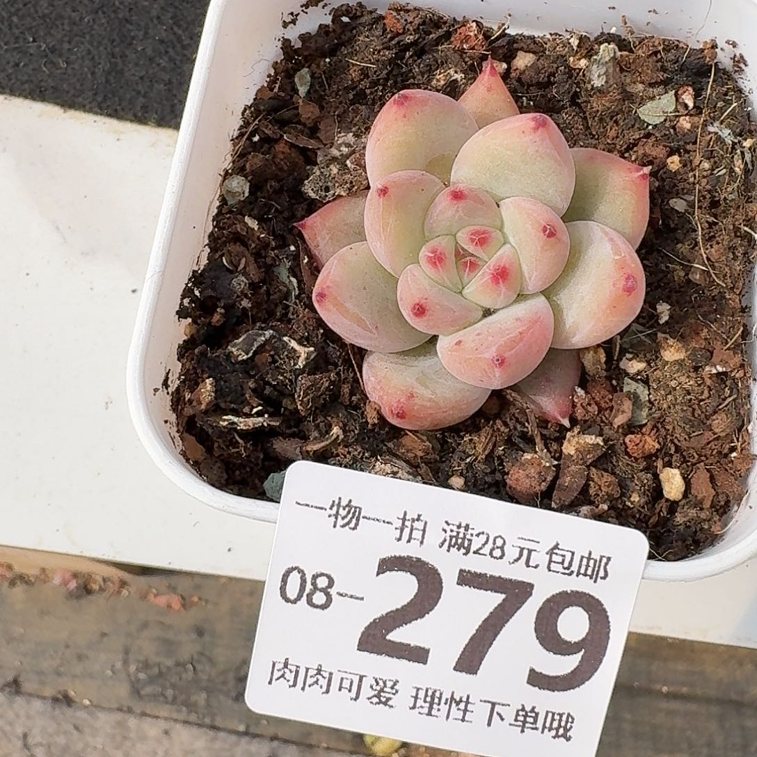祖母绿无盆无发货无