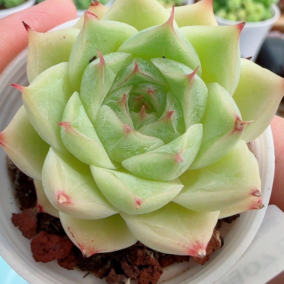 花语逸镜0907-45散