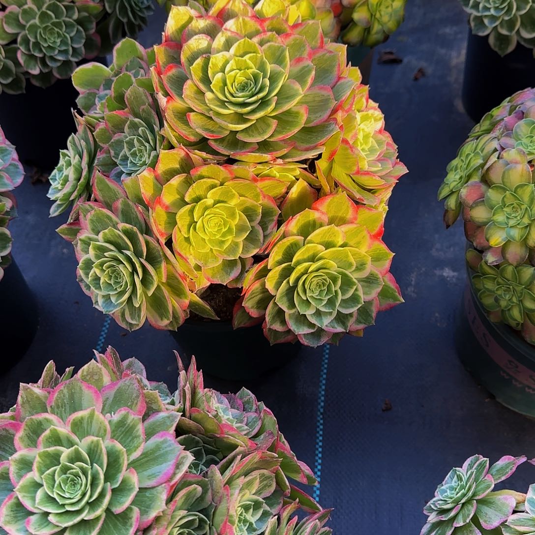 多肉植物万圣节君兮老庄