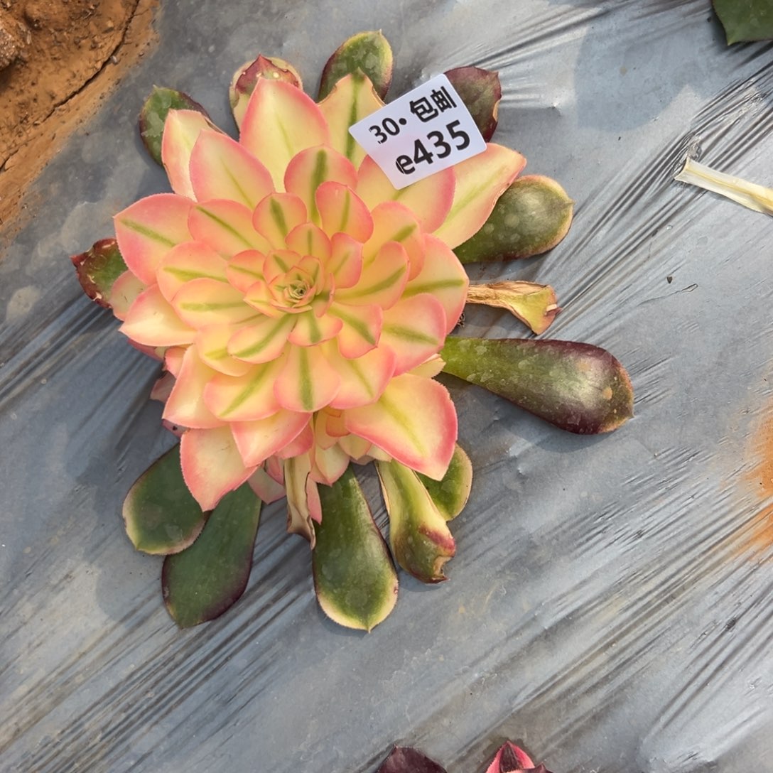 435香妃多肉法师