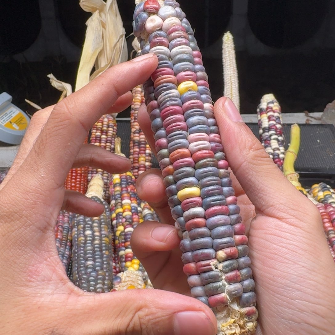 爱***2柏香籽/百香籽吊坠