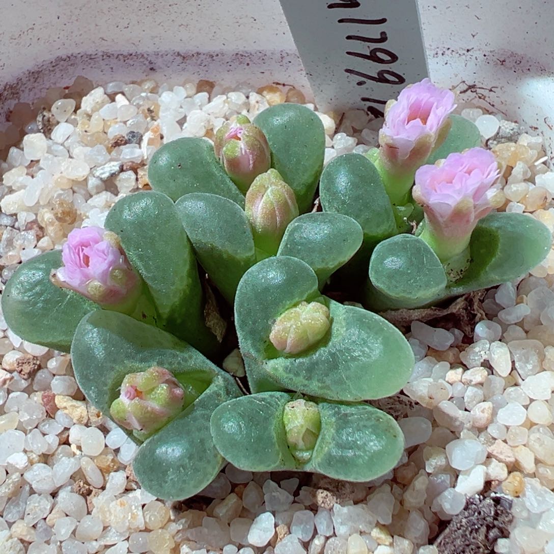 1113-619多肉多日1799.12