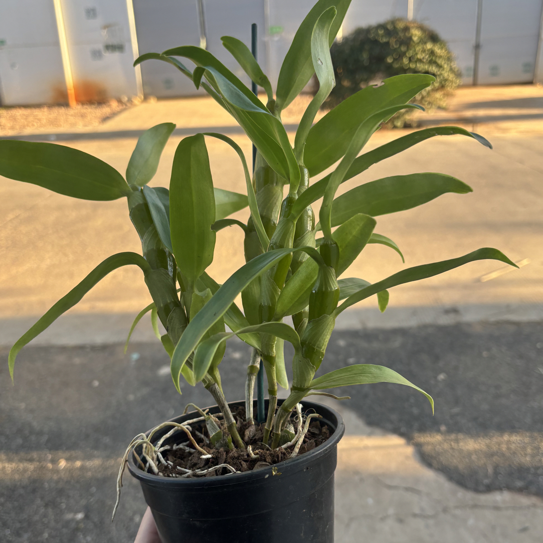 海星春石斛 石斛好养花期长 