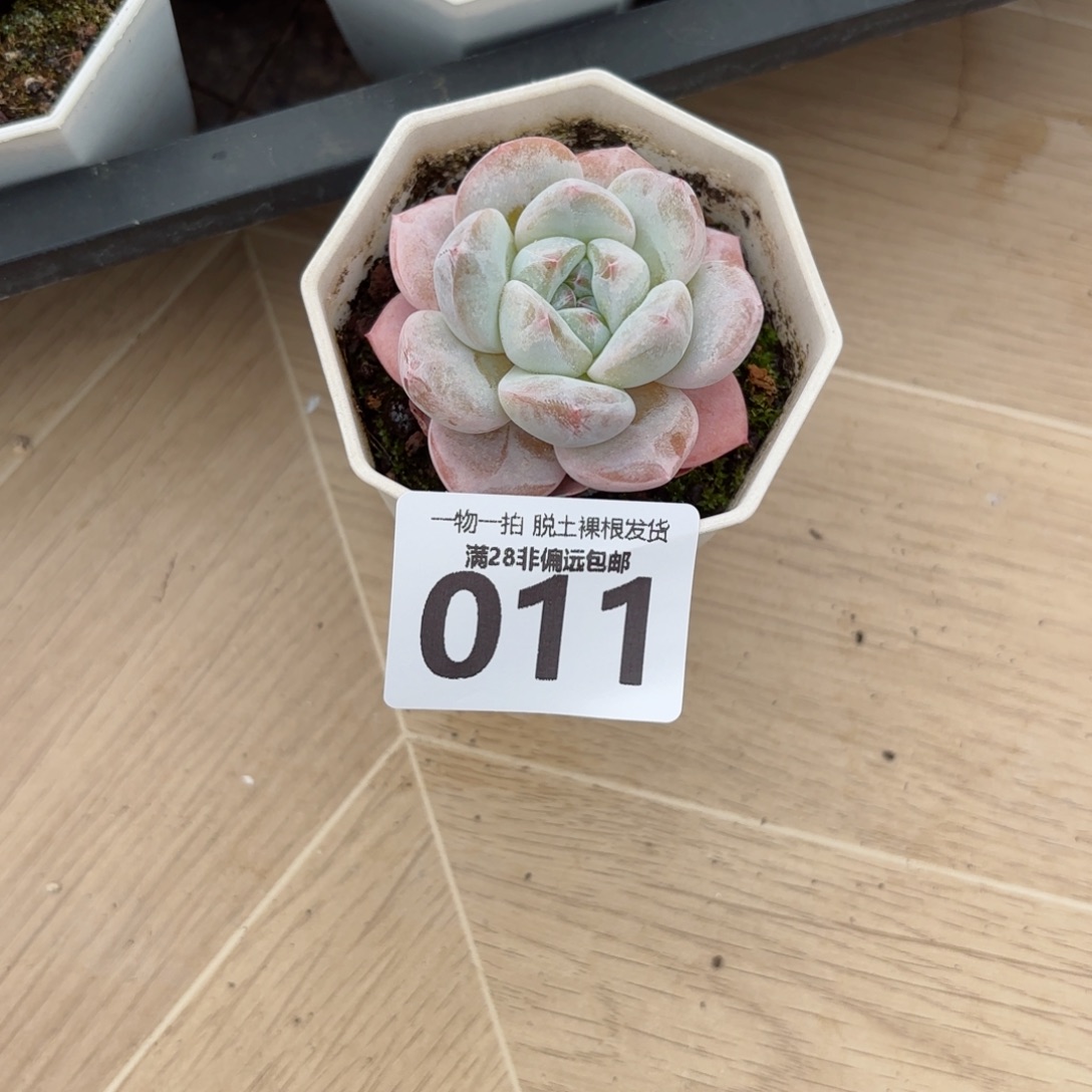 奶芙单头无盆土发货