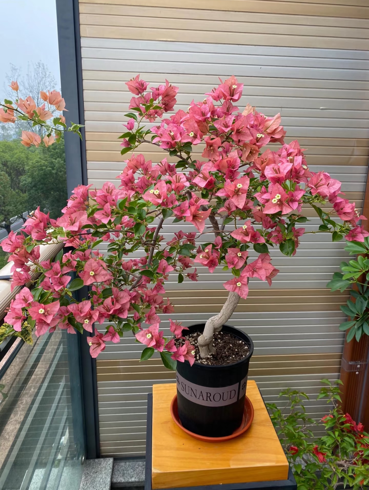 三角梅【带陶瓷盆】一物一拍专属开花链接绿植室内