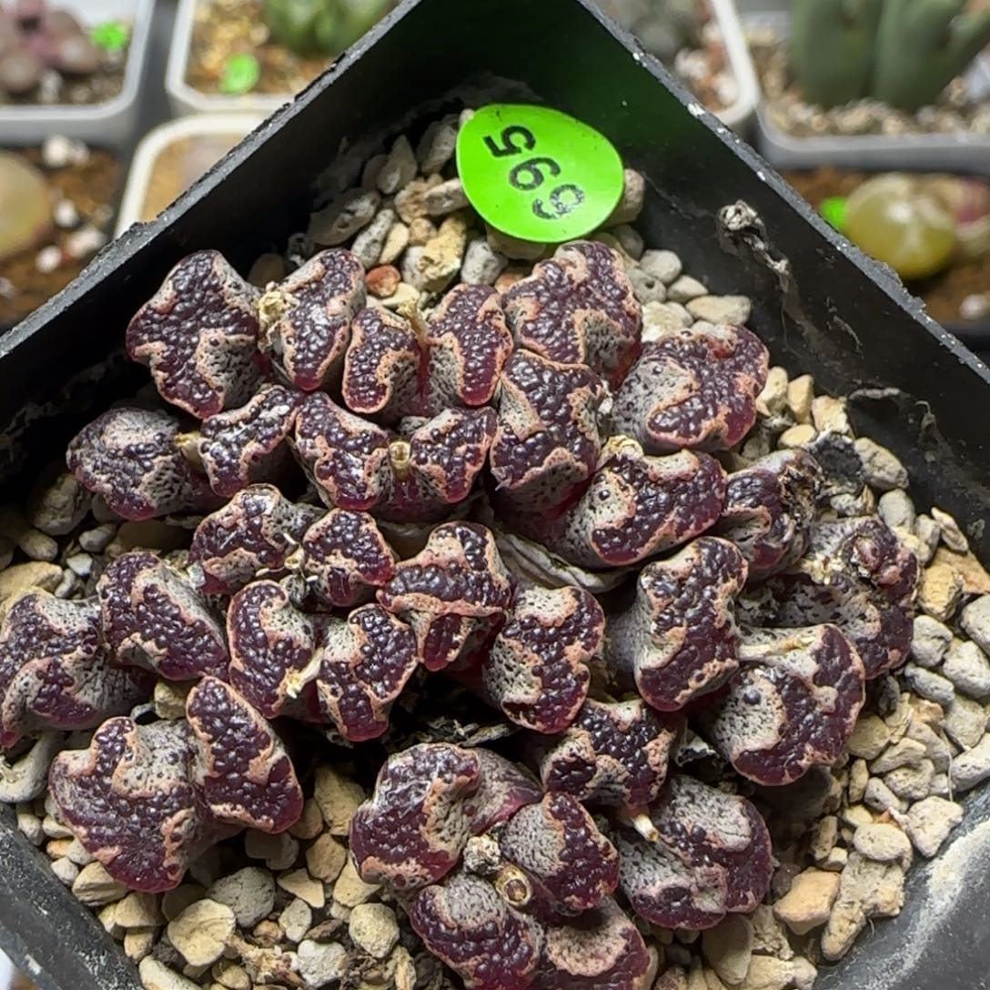 核桃超碟群多肉植物695