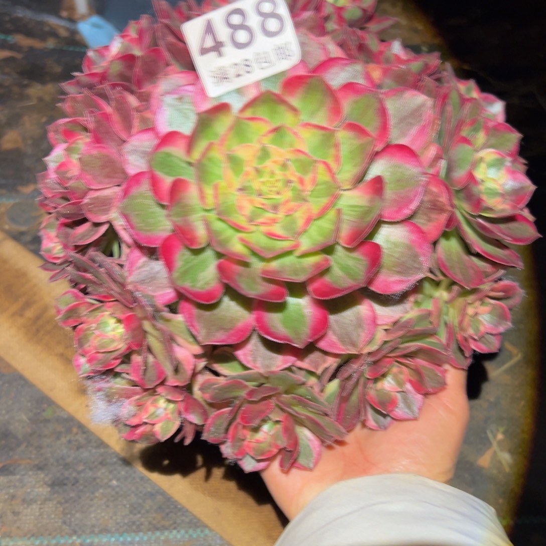 多肉植物488赤子心