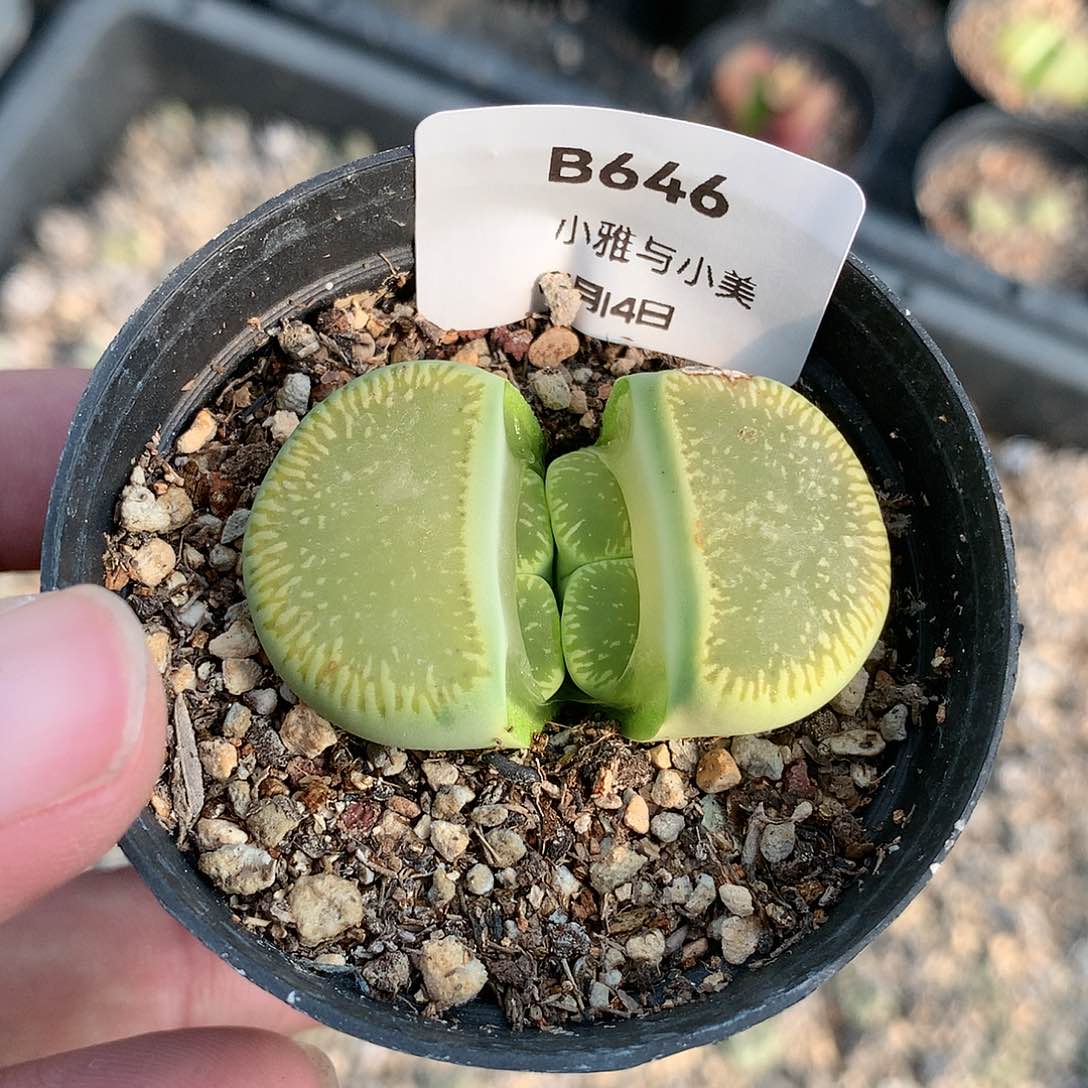 B646多肉植物保护