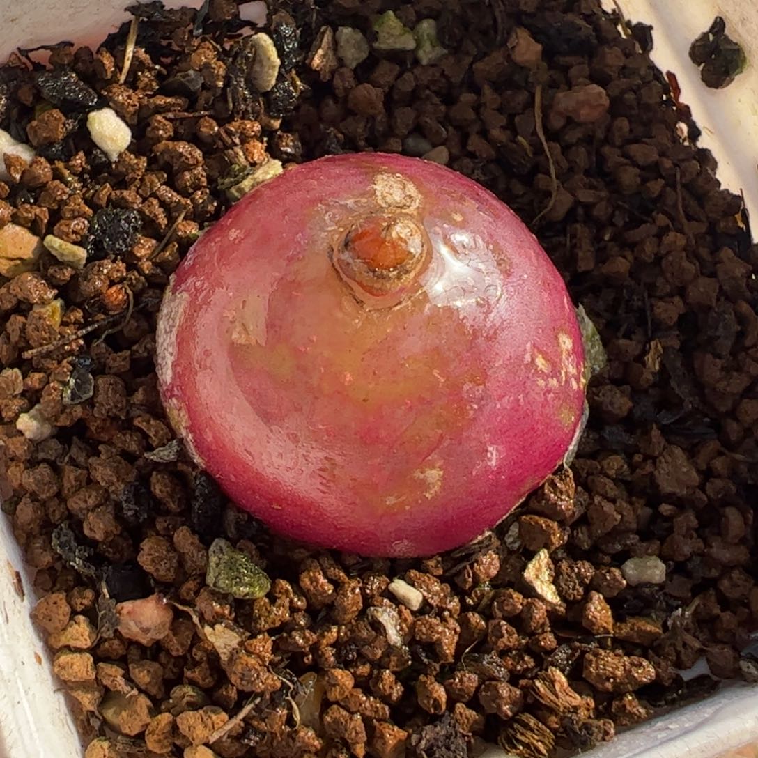 853多肉植物百科