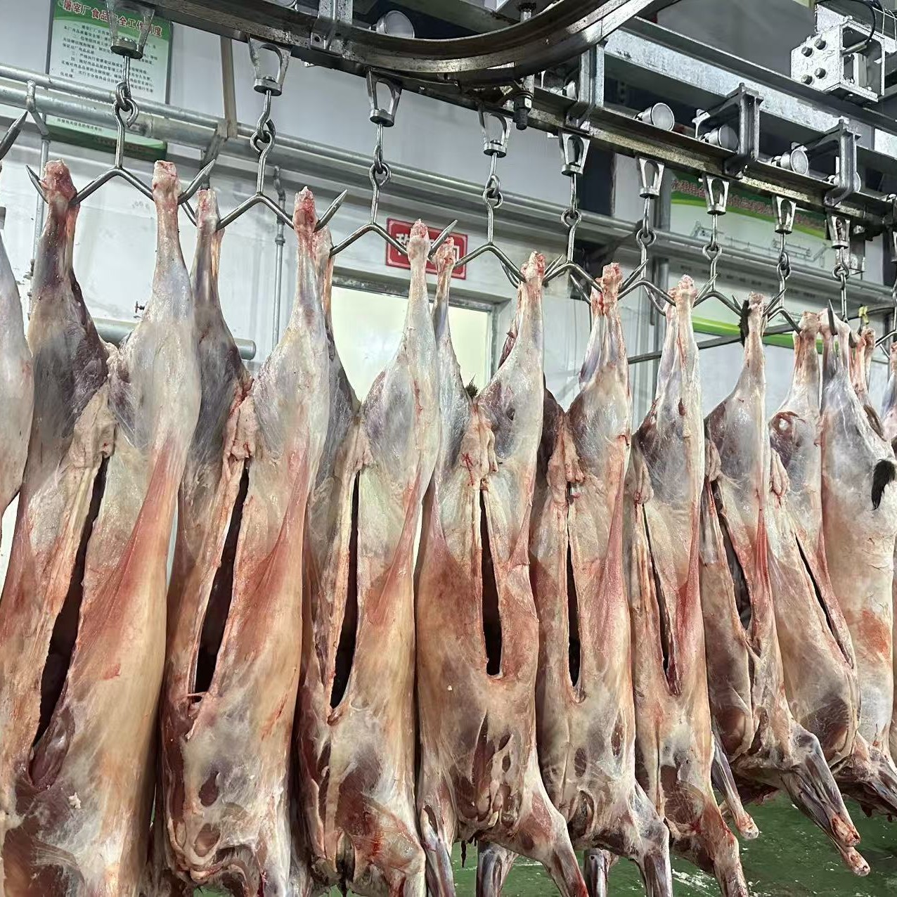 甘肃产地新鲜散养藏系草膘羔羊整羊直发无膻味