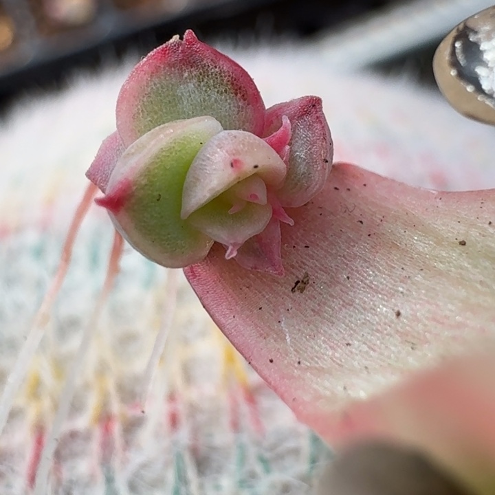 覆轮一物一拍好看好看47