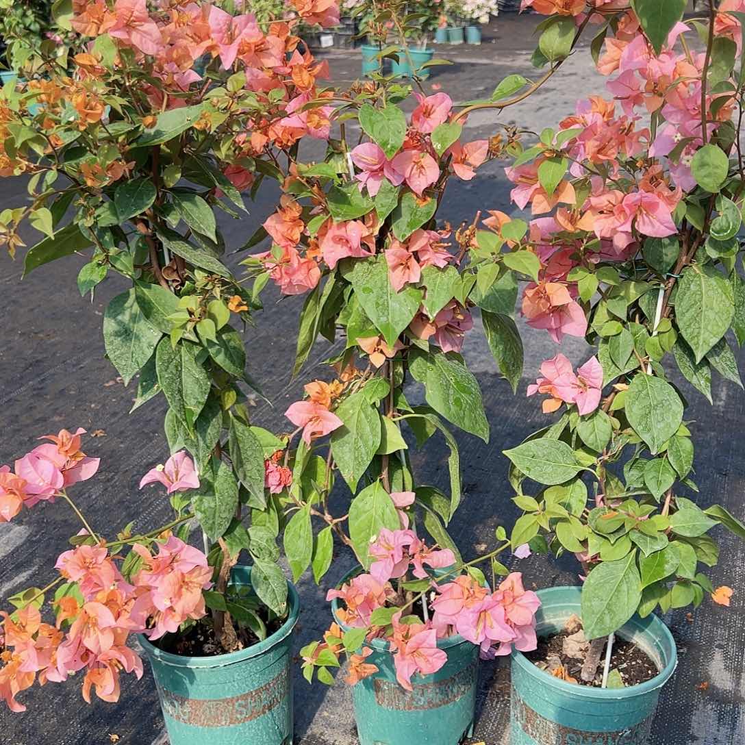 大部分花苞少量开放金发女郎带竹一棵