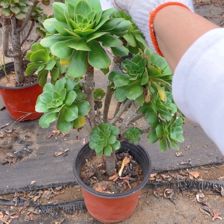 219军美丽法师多肉断枝不售后