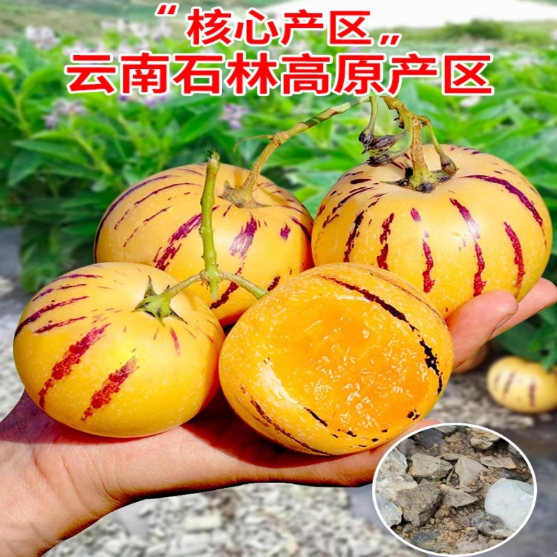 【云南石林人参果】云南石林人参果黄果应季新鲜水果人参果批发价